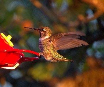 Backyard Jewels