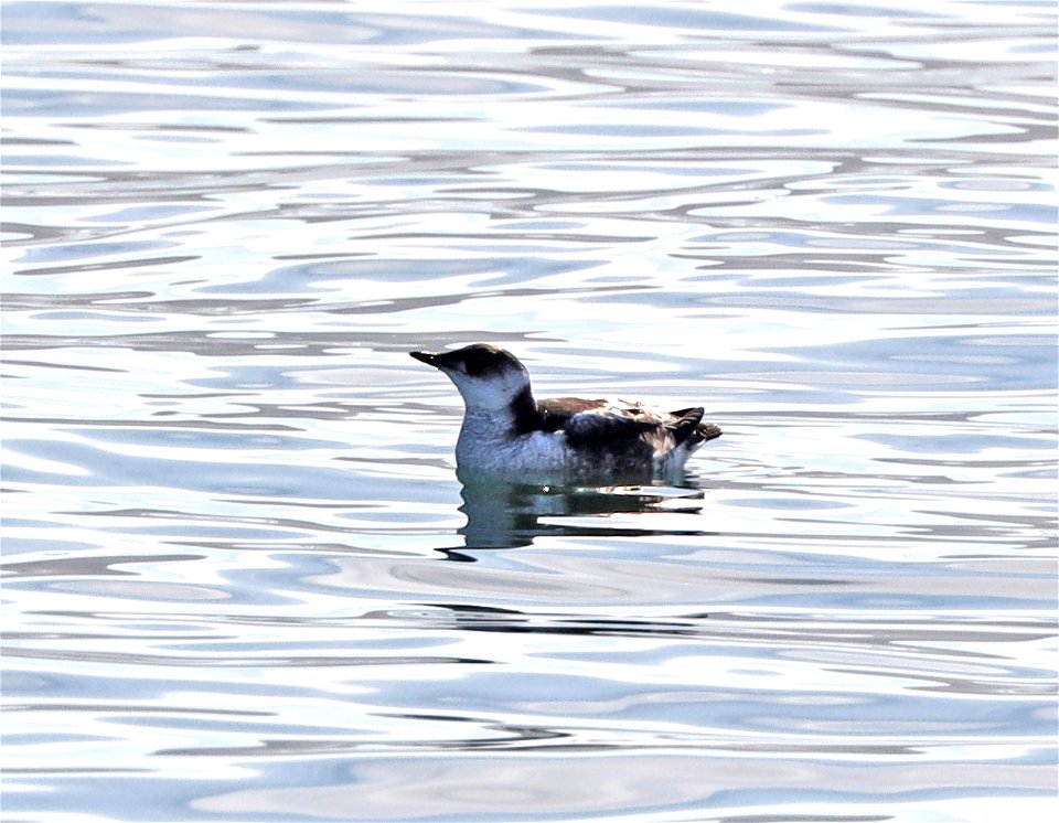 407 - MARBLED MURRELET (9-22-2021) crescent city, del norte co, ca -03