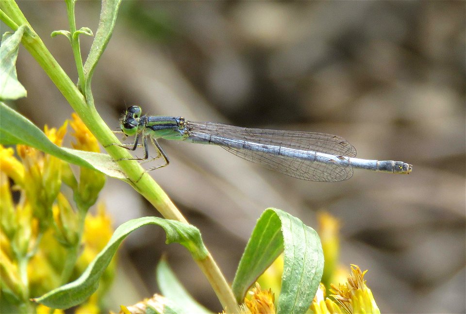 FORKTAIL, WESTERN (Ischnura perpava) (8-1-2021) female, 5000 ft, 8 miles east of rte 395-140 junction near lakeview, lake co, or -01