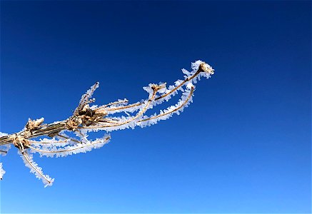 Frost Branch photo