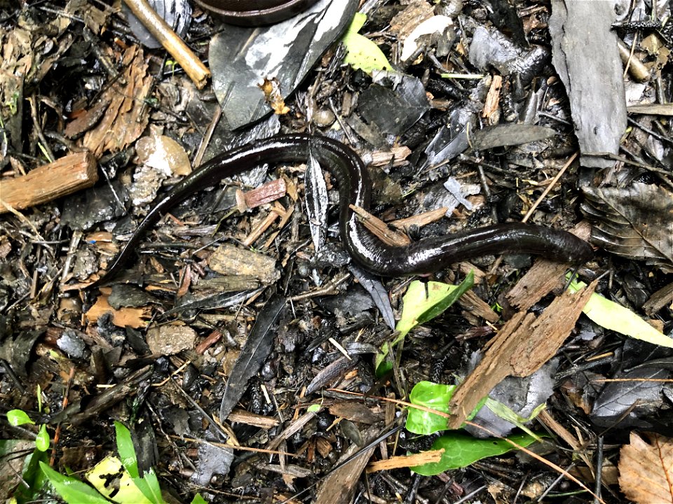 amphibian Amphiuma means