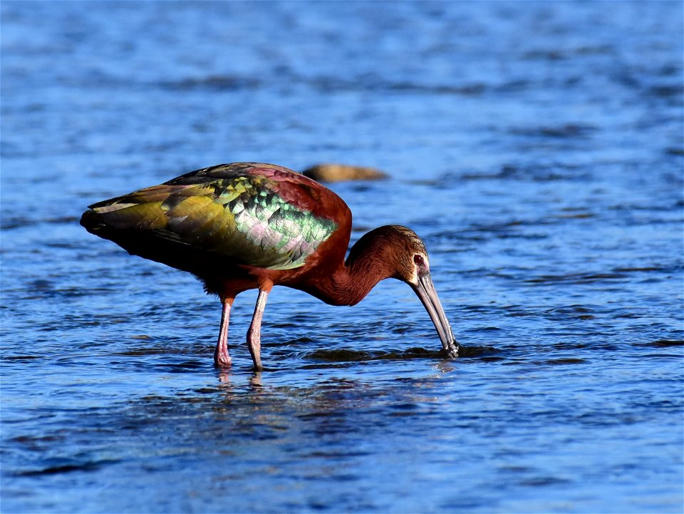 White-faced ibis at Seedskadee National Wildlife Refuge