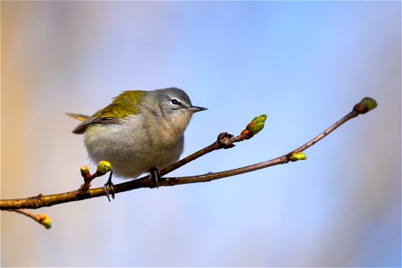 Tennessee warbler photo