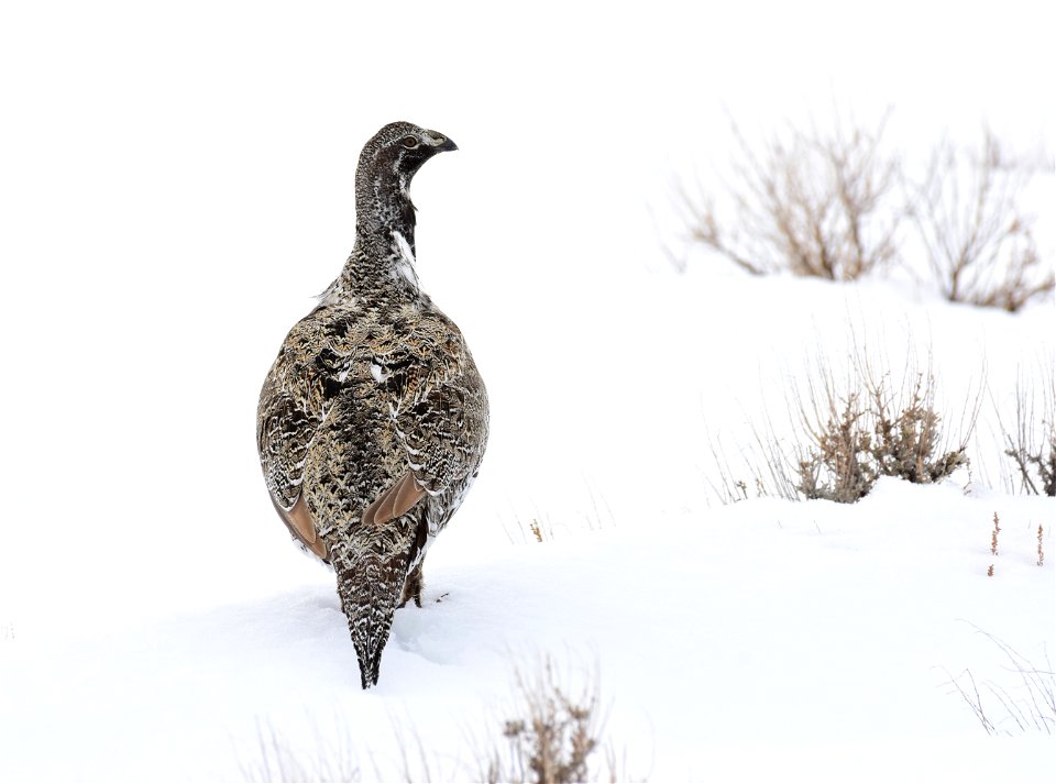 Greater sage-grouse on Seedskadee National Wildlife Refuge