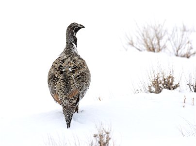 Greater sage-grouse on Seedskadee National Wildlife Refuge photo