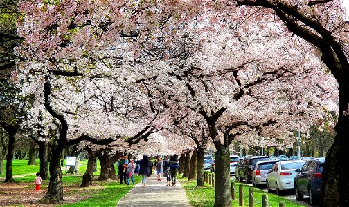Cherry Blossoms Christchurch NZ photo