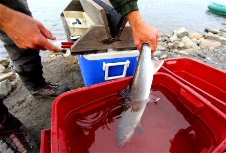 Dolly Varden Tagging photo