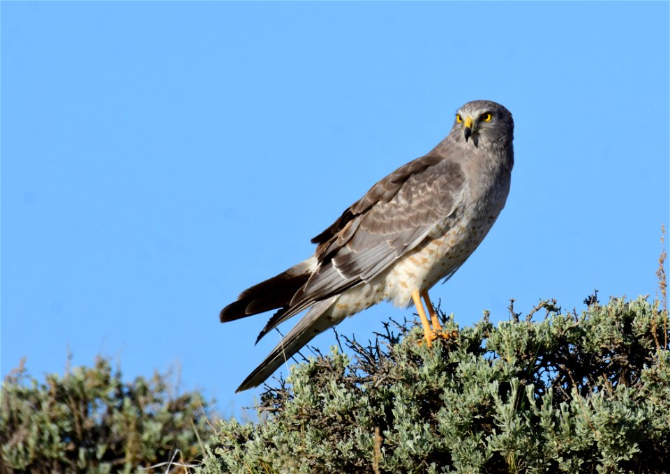 Northern harrier on Seedskadee Natioanal Wildlife Refuge