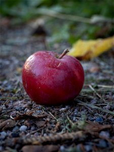 Red Apple photo