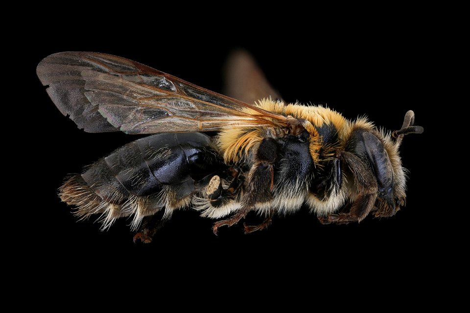 Andrena nitida, f, right, Nesvady, Slovakia_2019-12-16-20.03.12 ZS PMax UDR