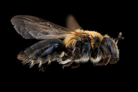 Andrena nitida, f, right, Nesvady, Slovakia_2019-12-16-20.03.12 ZS PMax UDR photo