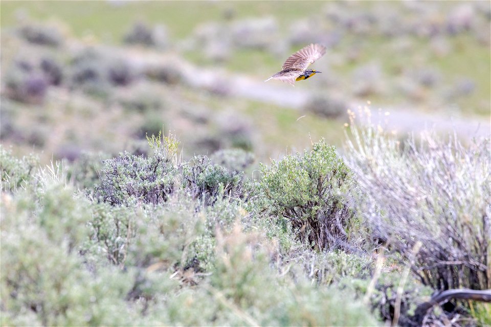 Western meadowlark (3)