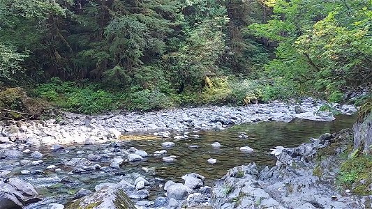 Clear Creek, Mt. Baker-Snoqualmie National Forest. Video by Anne Vassar Sept. 13, 2021. photo