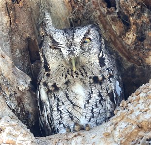 453.5 - MCCALL'S SCREECH-OWL (02-13-2023) national buttrtfly center, palmview, hidalgo co, tx -02