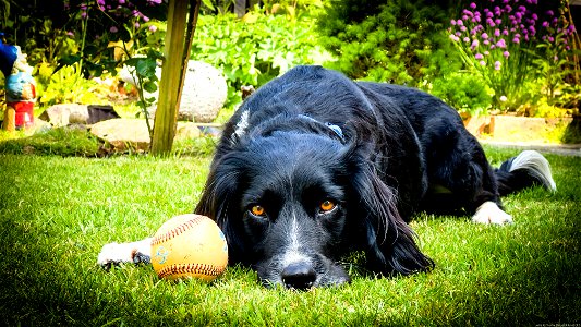 Baseball Dog