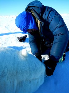 Polar Bear teeth examination