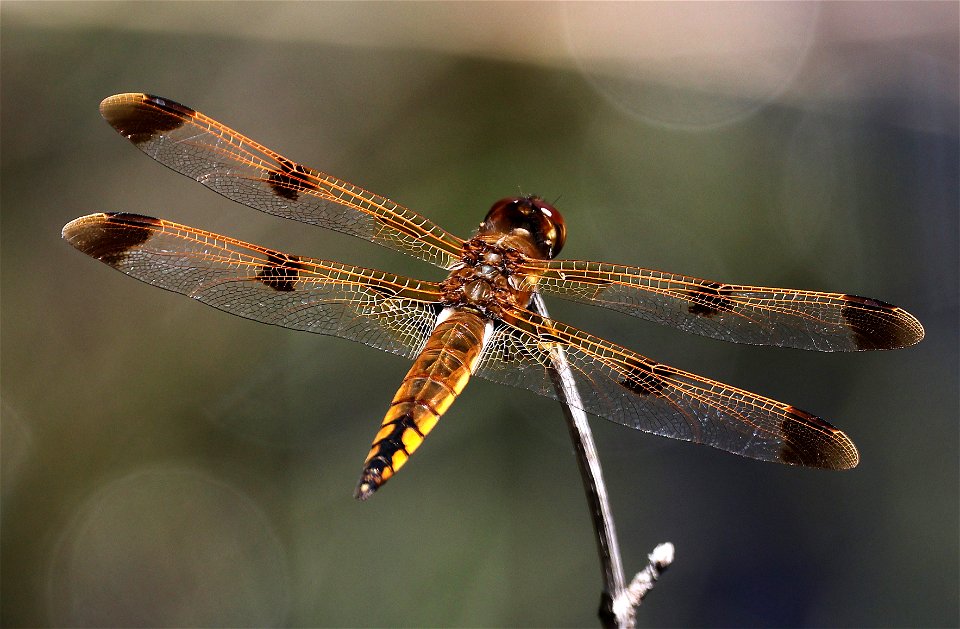 SKIMMER, PAINTED (Libellula semifasciata) (05-15-2023) bay tree lake state natural area, bladen co, nc -05