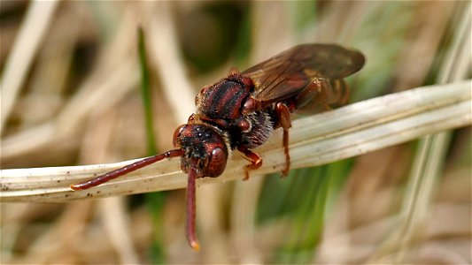 Nomada sp. (Wespenbiene) - Weibchen