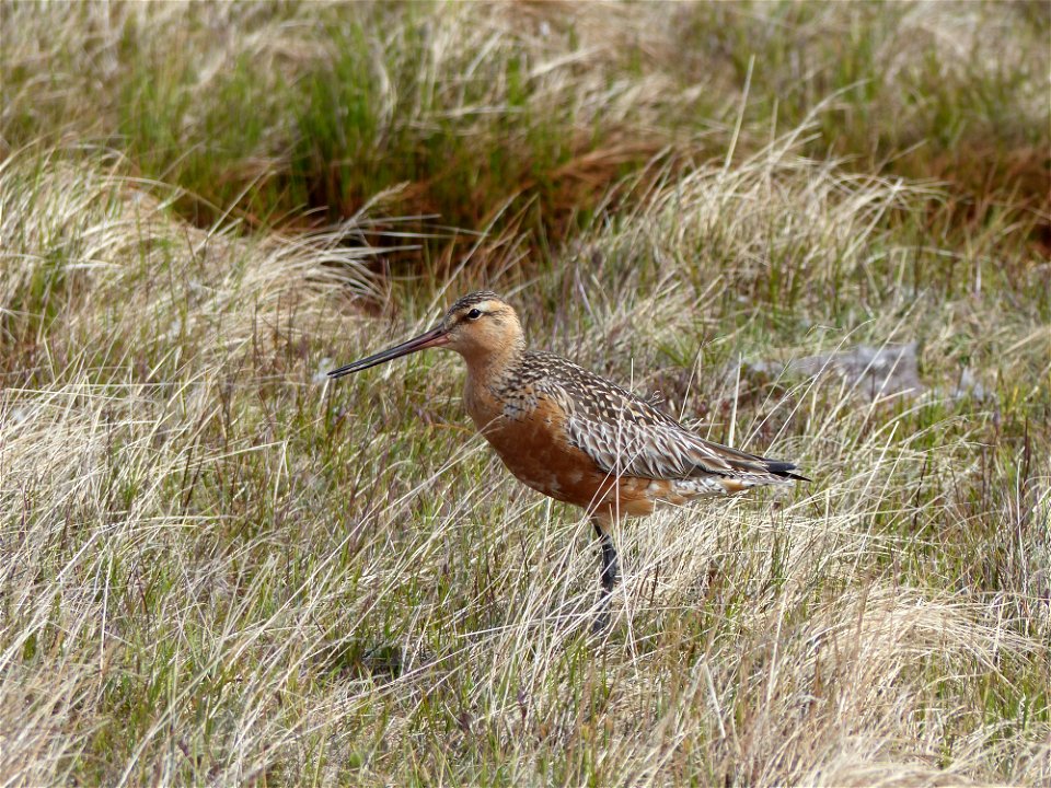 Bar-tailed Godwit