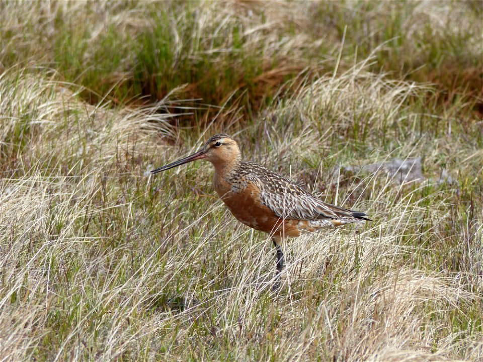 Bar-tailed Godwit photo