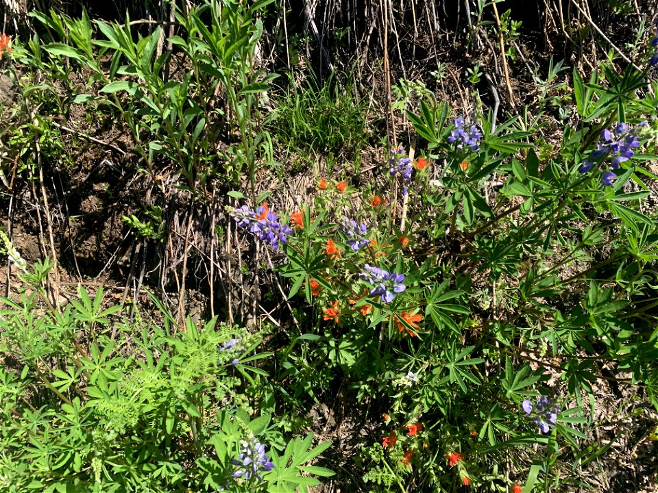 Green Mountain Trail, Mt. Baker-Snoqualmie National Forest. Photo By Sydney Corral June 28, 2021