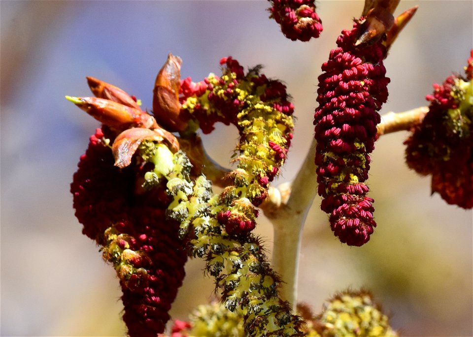 Narrowleaf cottonwood (Populus angustifolia) at Seedskadee National Wildlife Refuge
