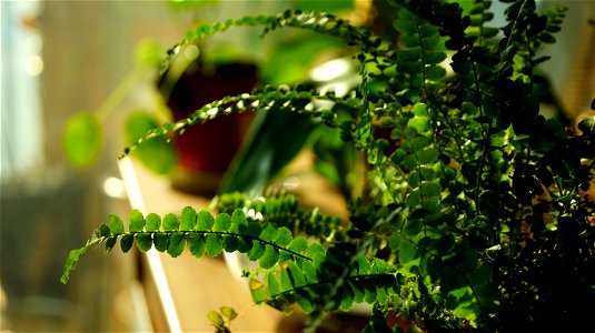 Lemon Button Fern / 더피고사리