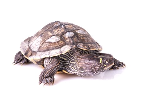 Ouachita map turtle photo