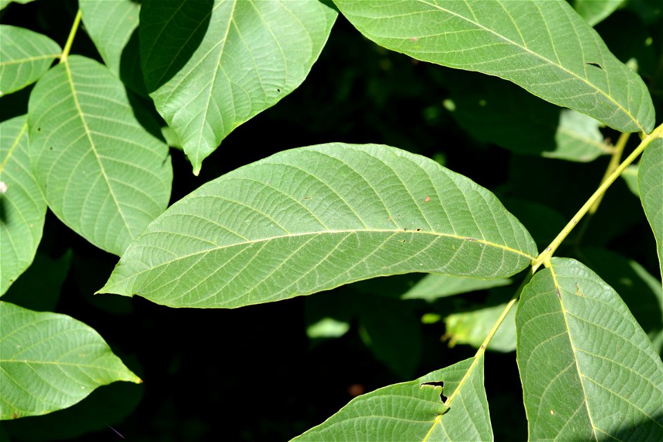 Walnut leaf photo