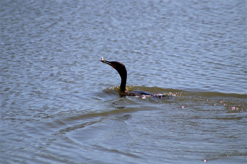 Double-crested Cormorant with Fish Lake Andes National Wildlife Refuge South Dakota