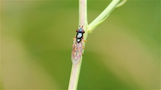 Melanostoma scalare (Matte Schwarzkopf-Schwebfliege) Weibchen