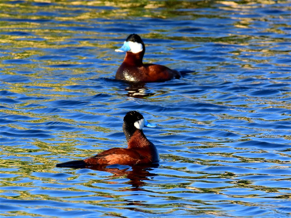 Ruddy duck at Seedskadee National Wildlife Refuge