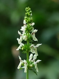 Blossom bloom white