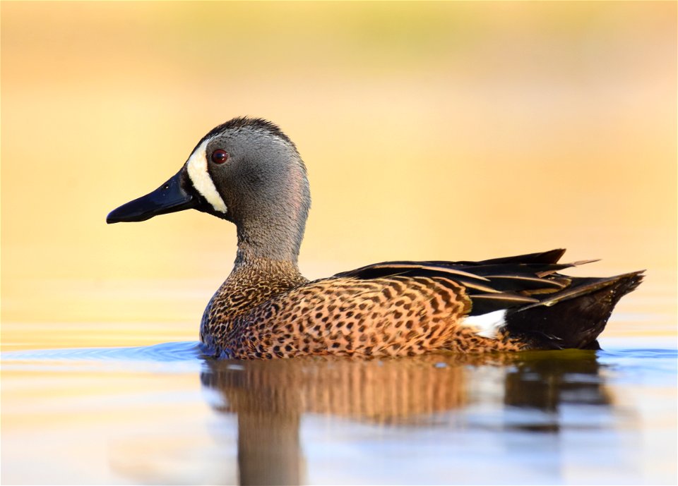 Blue-winged teal at Seedskadee National Wildlife Refuge