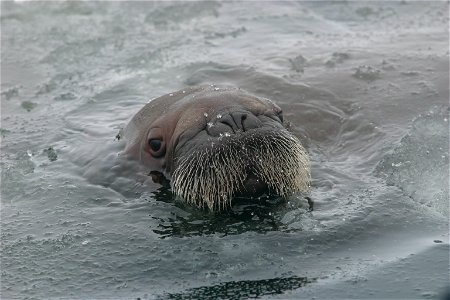 Curious Walrus Calf photo