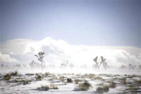 Snow being blown across a field of Joshua trees near Queen Valley