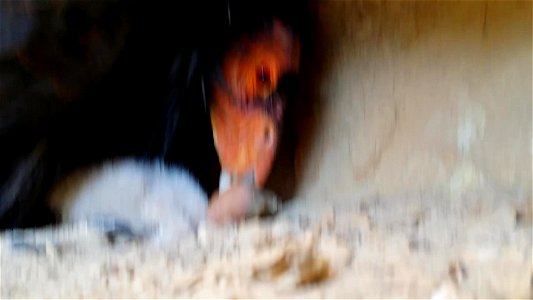 California condor and chick in nest.