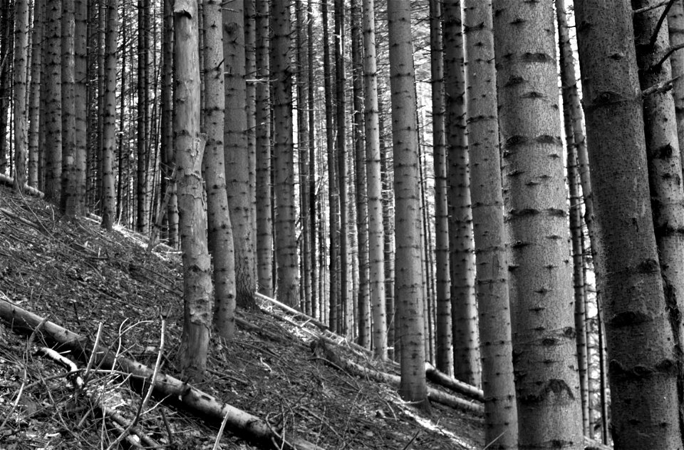 Wood scene