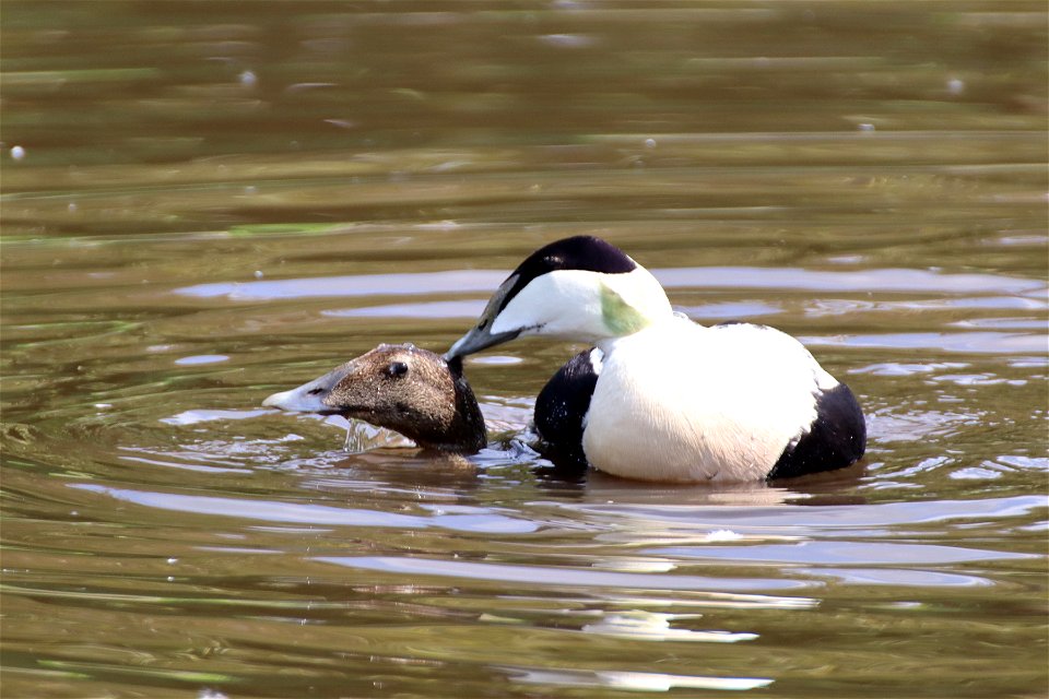 Eider Ducks photo