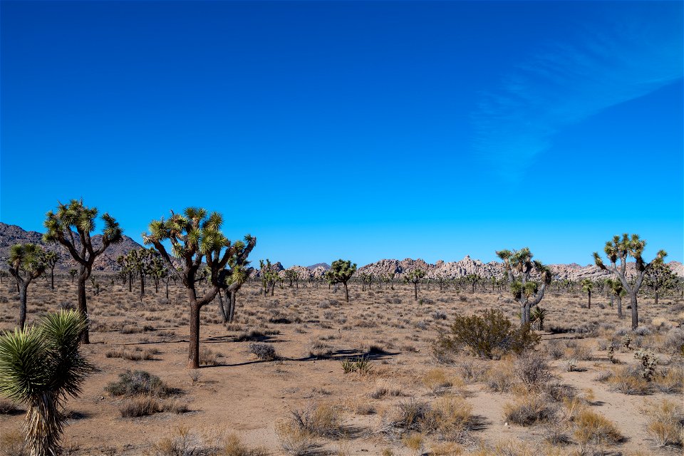Joshua Tree National Park