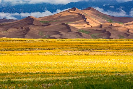Prairie Sunflowers and Star Dune, August 2021 photo
