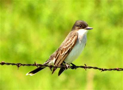 Eastern kingbird photo