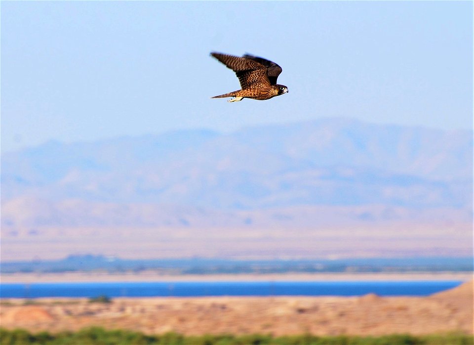 Peregrine falcon at Salton Sea