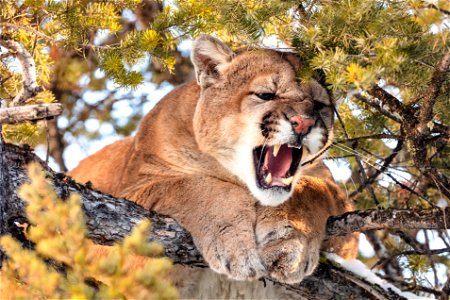 Cougar tom hissing in a tree (2) photo
