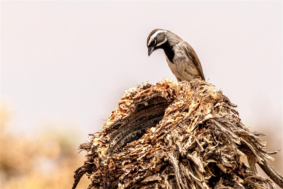 Black throated sparrow