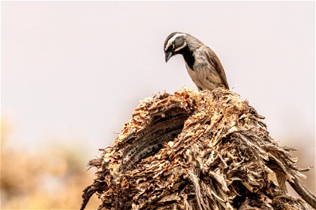 Black throated sparrow photo