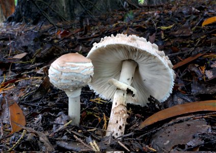 Parasol Fungi. photo