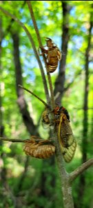 Brood X cicadas in Ohio photo