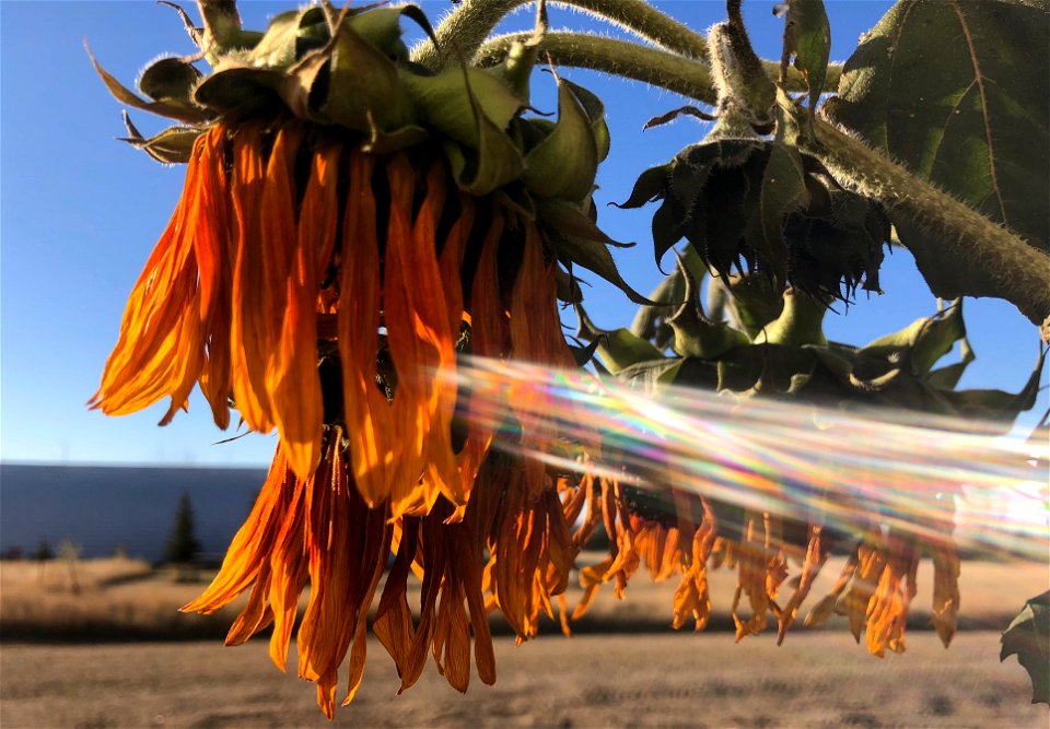 Streaming,Through the Shaggy Sunflowers