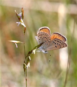 BLUE, GREENISH (Plebejus saepiolus) (6-3-2021) low divide road, del norte co, ca -01